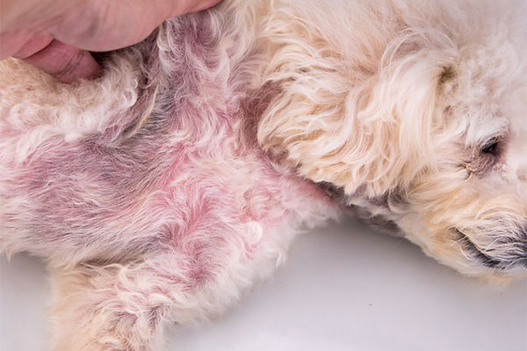 Pyoderma in dogs