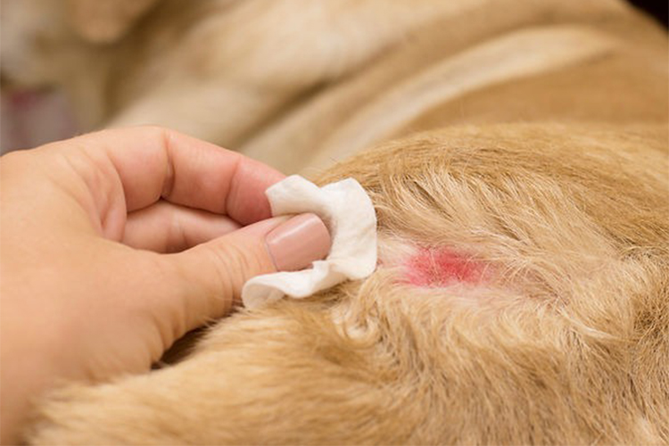 Pyoderma in dogs