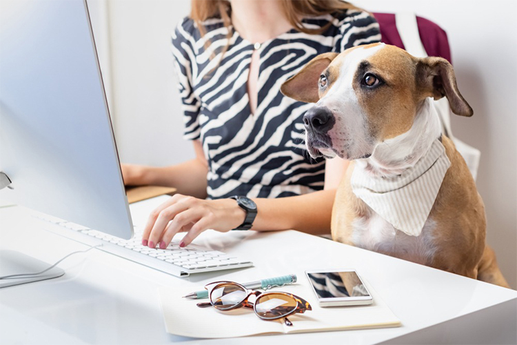 The different types of pet-friendly workplaces