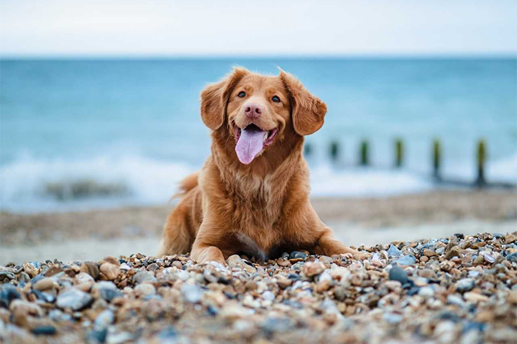 Discover the different types of pet-friendly beaches