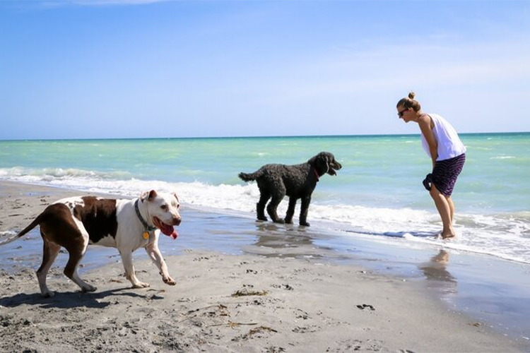 Discover the different types of pet-friendly beaches