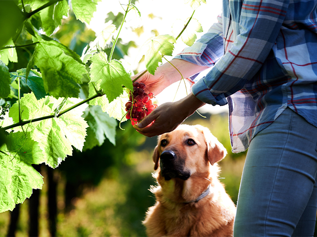 Discover pet-friendly wineries types, locations and more