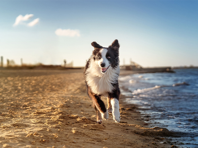 Discover the different types of pet-friendly beaches