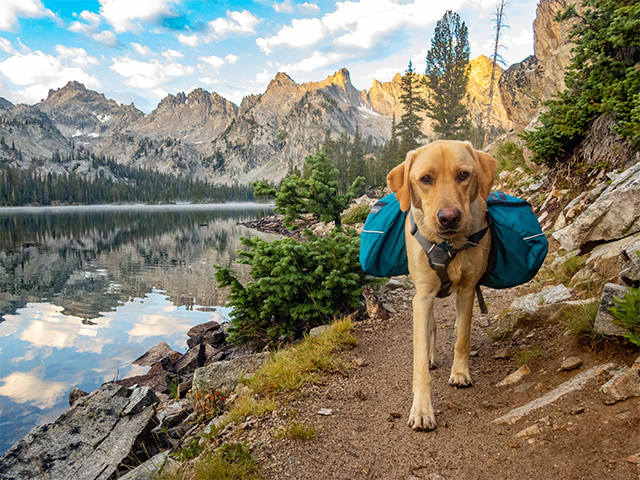 Exploring Pet-Friendly National Parks: What You Need to Know