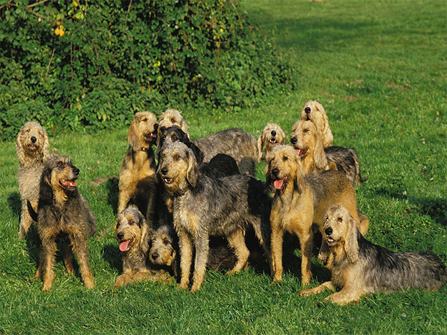 Griffon Nivernais: characteristics and care of the dog breed