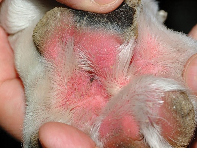 Pyoderma in dogs