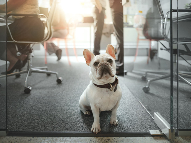 The different types of pet-friendly workplaces